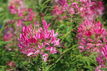 Pink cleome - spiderflower