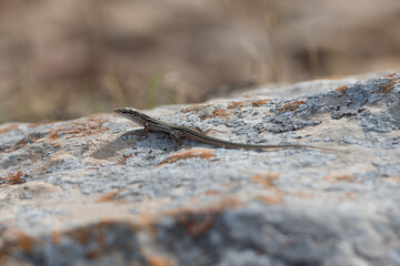 Lizard in Punta Prima on the Island of Formentera, Spain.