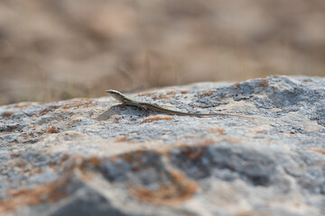 Lizard in Punta Prima on the Island of Formentera, Spain.