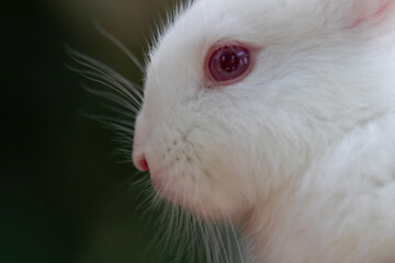 White rabbit with red eyes 