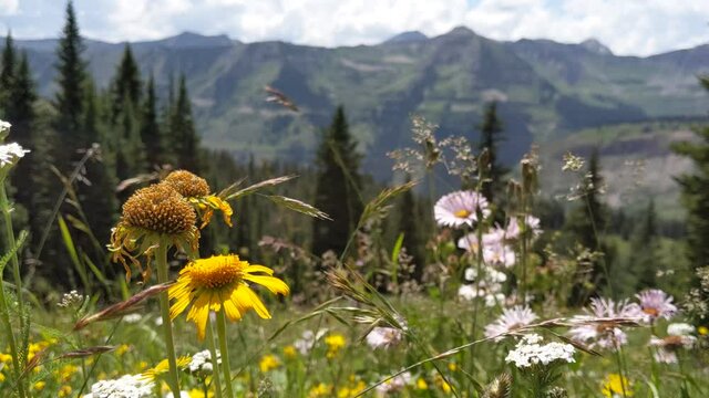 Wildflowers on the side of a mountain