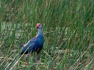 Purple Swapmhen building a nest