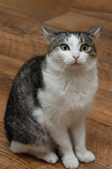 white-gray cat with green eyes