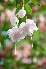 可憐　フクシア　熱帯植物