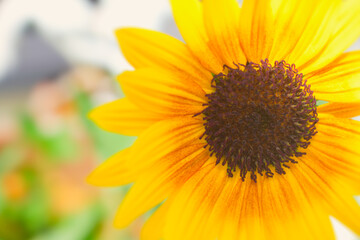 鮮やかなひまわり畑