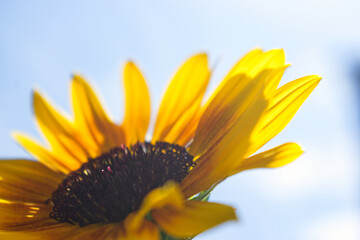 近くで見たひまわり