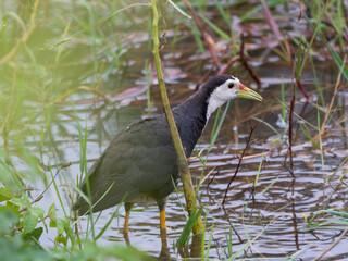 White breasted waterhen in swamp