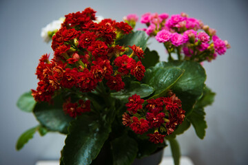 red and white flowers