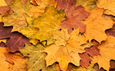 Autumn maple leaves on ancient texture. Falling leaves natural background. Seasonal background.
