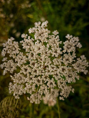 flowers in the garden