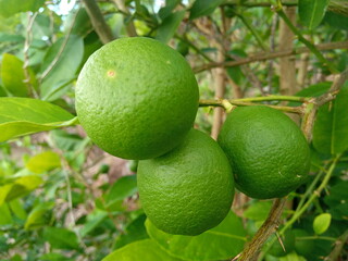 lime on tree
