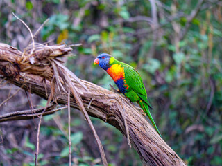 Lorikeet Walks