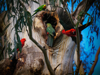 Three King Parrots And A Green Parrot