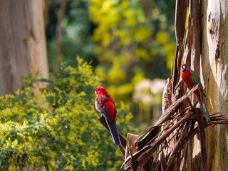 Two Rosellas