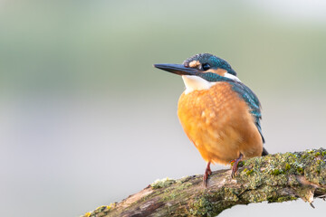 Kingfisher Alcedo atthis perched