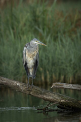 Grey heron ardea cinerea perched on tree stump resting