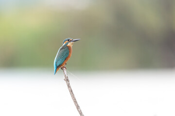 Fototapeta premium Common kingfisher (Alcedo atthis) perched on branch above water