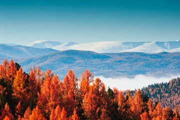 Snow-covered mountain peaks and yellow autumn trees. Beautiful autumn landscape in Altai, Siberia,...