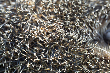 Close up of hedgehog needles texture background