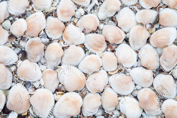 Background, large shells turned upside down on the sand