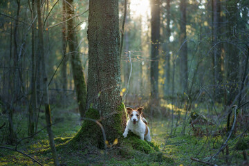 dog in forest on the moss . Jack Russell Terrier put paws on a log in nature. 