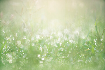 Fototapeta na wymiar Green grass with dew background with sunlight