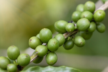 green coffee berries on the branch