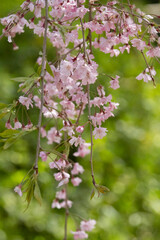 枝垂れ桜　桜