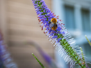 Bumblebee collecting nectar on a blooming long spikelet of a decorative flower