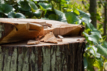切株　木の切り株　伐採
