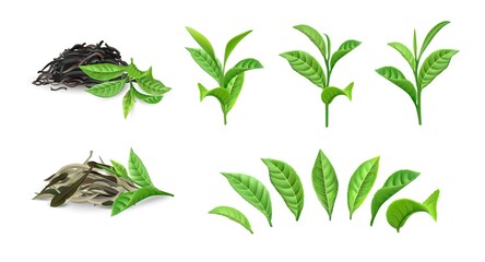 Green dry tea. Realistic bush foliage on branch and separate leaves. Morning drink closeup mockup. Dried plant heaps for brewing Chinese traditional beverages. Vector natural products