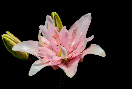 Gentle and elegant pale pink lily flower close up, on black background isolated. Single beautiful oriental lilium flower variety Elodie with buds. Gardening, floriculture orany holiday floral concept