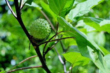 Amethyst - Datura metel. The fruit is small and has soft thorns