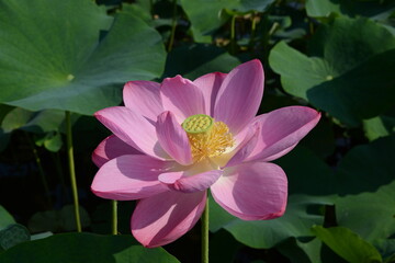 夏の朝、陽ざしに輝く蓮の花の風景