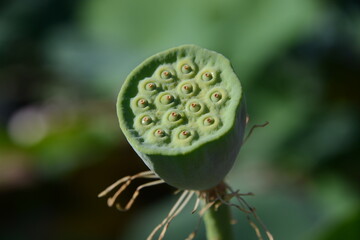 夏の朝、陽ざしに輝く蓮の花の風景