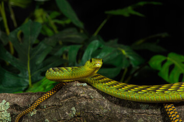 Western Green Mamba Portrait