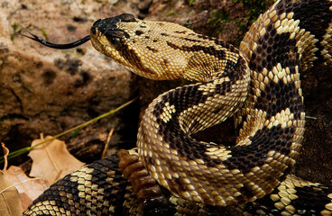 Arizona Black Tailed Rattlesnake closeup
