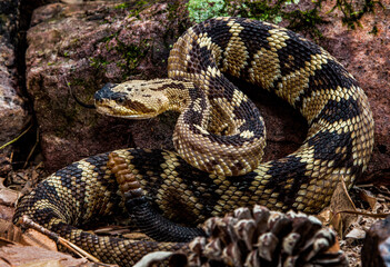 Arizona Black Tailed rattlesnake ready to strike