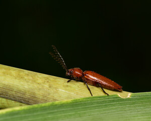 Macro shot of a brown winged scarab.