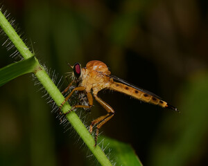 Robber fly predatory insects eating prey.