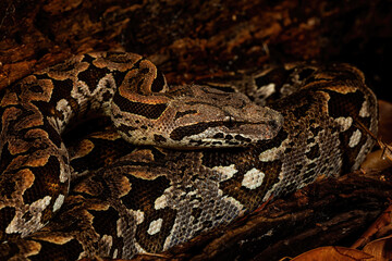 Reticulate Python close up of body and head
