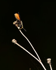 A little bee clings to the grass and lies alone.