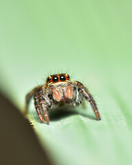 Macro shot of a Jumpings Spider on a leaf.