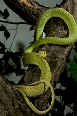 Green Mamba in a tree