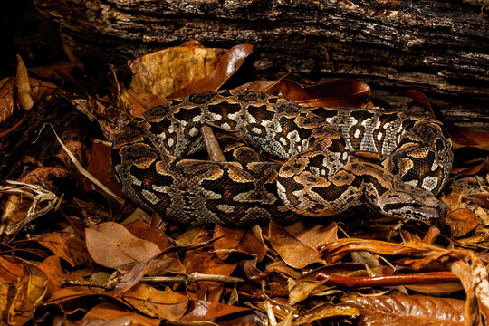 Reticulated Python coiled up on the ground