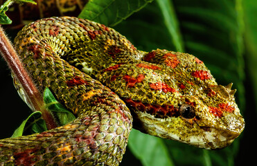 Eyelash Viper close up portrait
