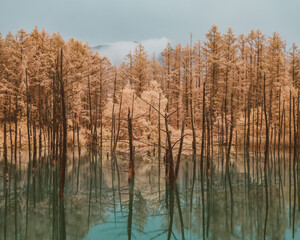 Hokkaido Biei Landscape
