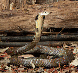 King Cobra on alert