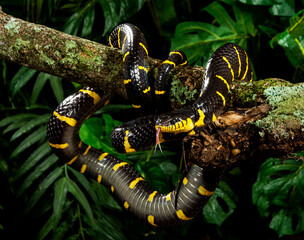Mangrove Snake on a limb
