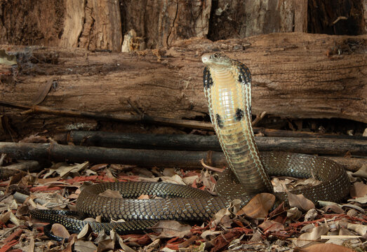 King Cobra Posing